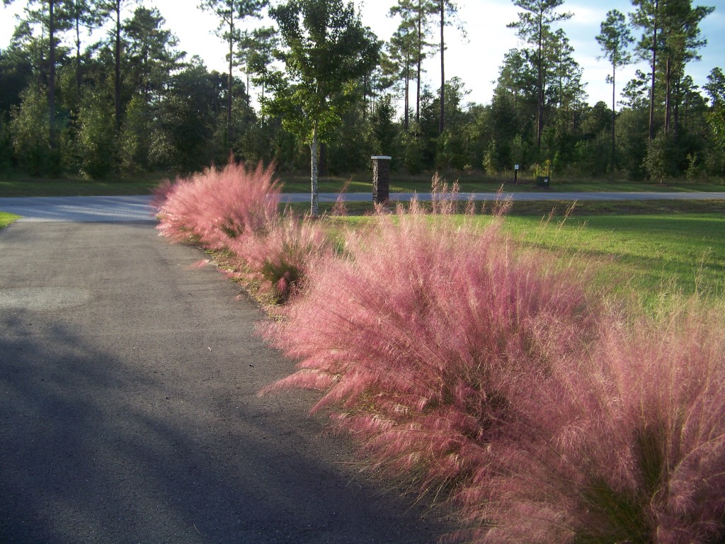 Pink Muhly Grass, native