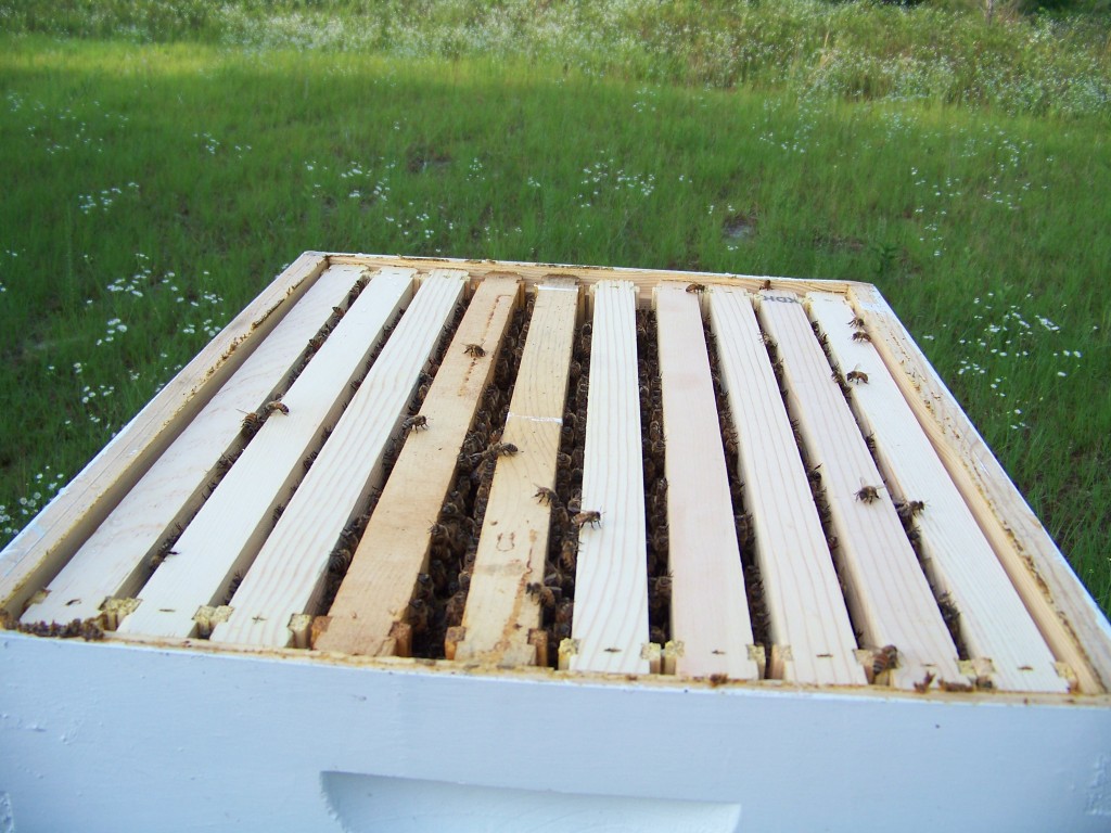 Freshly opened hive