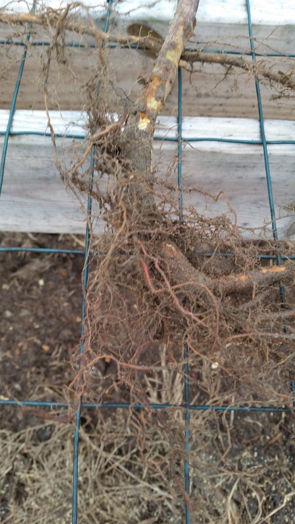 Raspberry roots