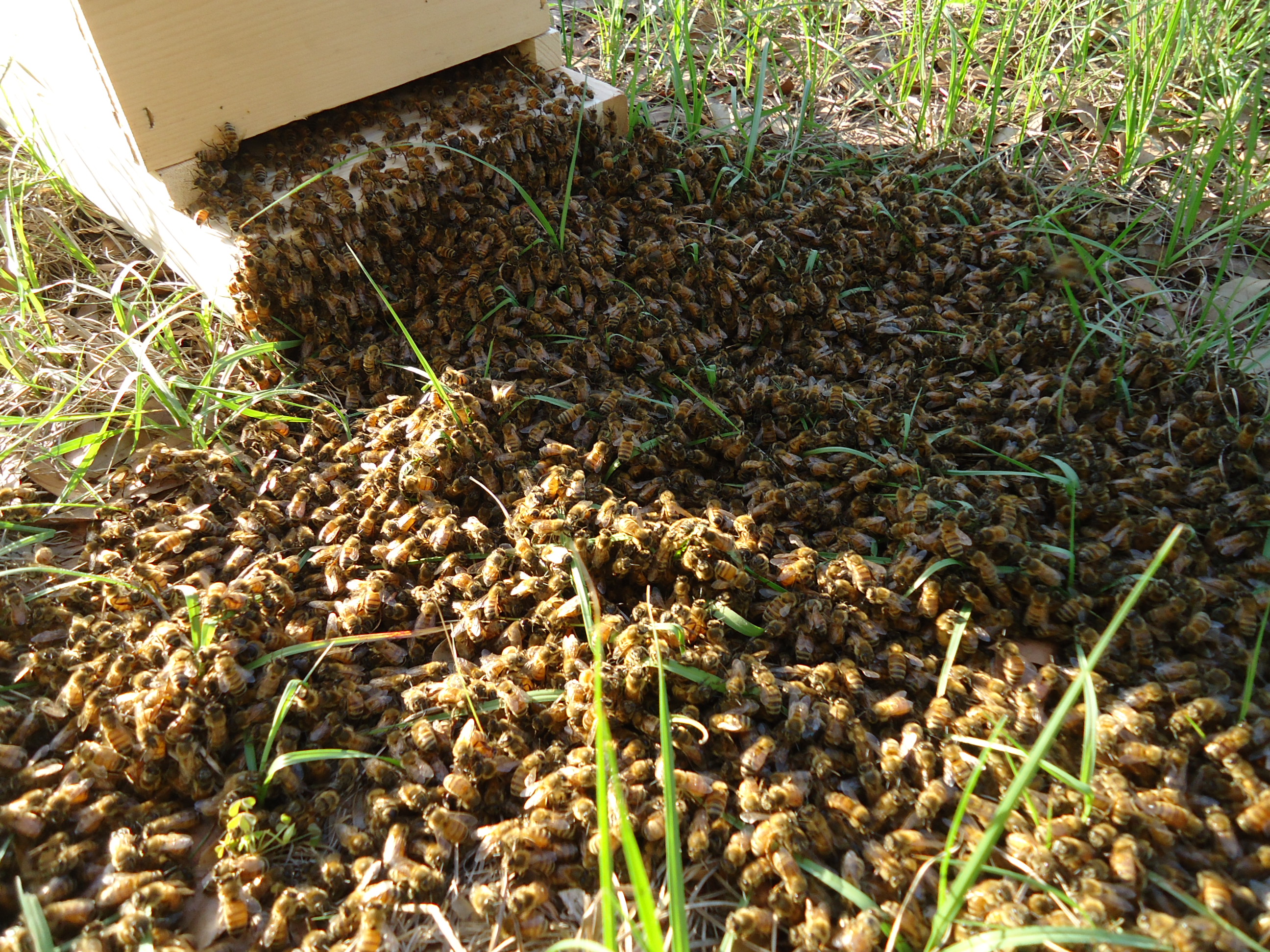 Biddan Bees